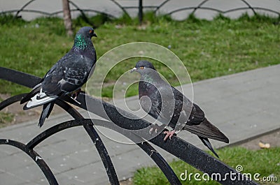 Ð¡ommunication pigeons in the Park on the bench Stock Photo